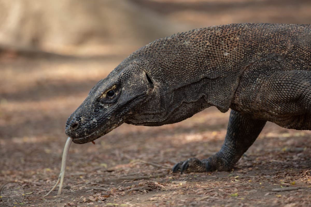Komodo Islands, Indonesia